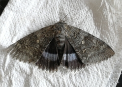 Catocala fraxini
