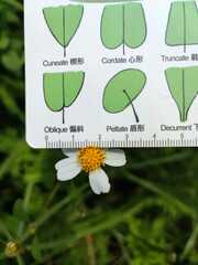 Bidens alba