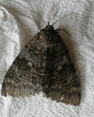 Catocala fraxini