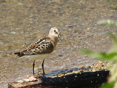 Calidris minuta
