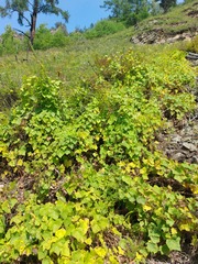 Menispermum dauricum