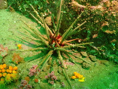 Prionocidaris baculosa