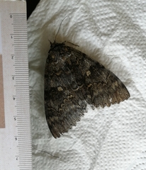 Catocala fraxini
