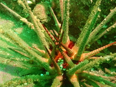 Prionocidaris baculosa