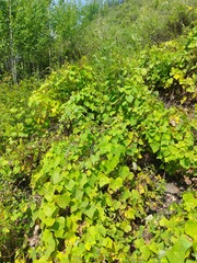 Menispermum dauricum