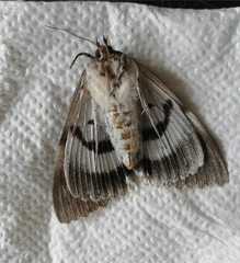 Catocala fraxini
