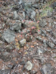 Euphorbia jenisseiensis