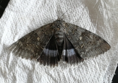 Catocala fraxini