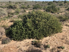 Osteospermum moniliferum