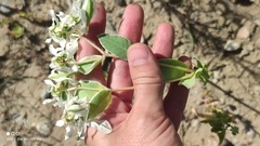 Euphorbia marginata