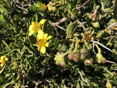 Osteospermum moniliferum