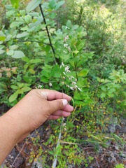 Melica turczaninowiana