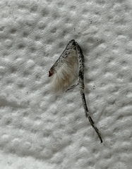 Catocala fraxini