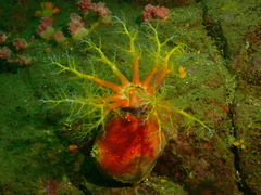 Pseudocolochirus violaceus