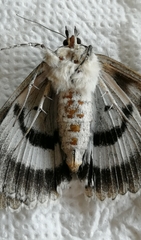 Catocala fraxini