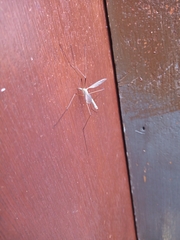 Tipula paludosa