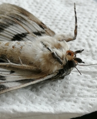 Catocala fraxini