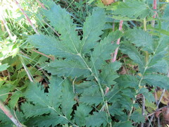 Potentilla longifolia