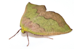 Drepanogynis olivescens