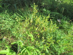 Potentilla longifolia