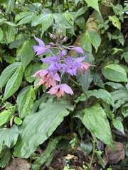 Calanthe masuca