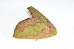 Drepanogynis olivescens