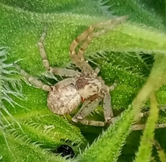 Philodromus aureolus