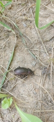 Carabus nemoralis