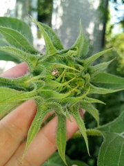 Philodromus aureolus