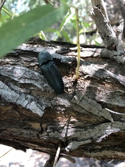 Chalcolepidius lenzi