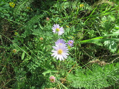 Aster altaicus