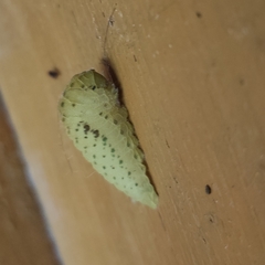 Iphiclides podalirius