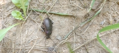 Carabus nemoralis