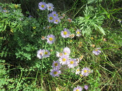 Aster altaicus
