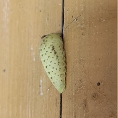 Iphiclides podalirius