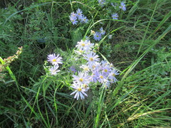 Aster altaicus