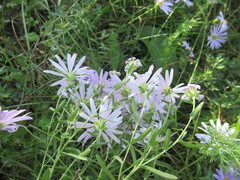 Aster altaicus