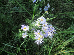 Aster altaicus