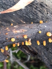 Dacrymycetaceae