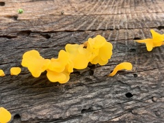 Dacrymyces spathularia