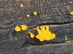 Dacrymyces spathularia