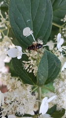 Eristalis pertinax