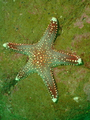 Pentaceraster sibogae