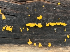 Dacrymyces spathularia