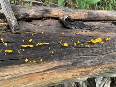 Dacrymyces spathularia