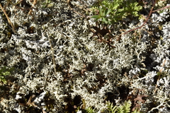 Cladonia arbuscula