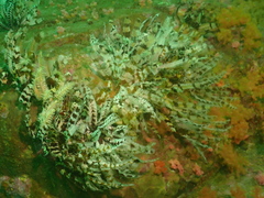 Crinoidea