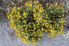 Genista tinctoria