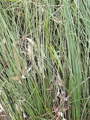 Xanthorrhoea minor lutea