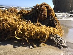 Macrocystis pyrifera